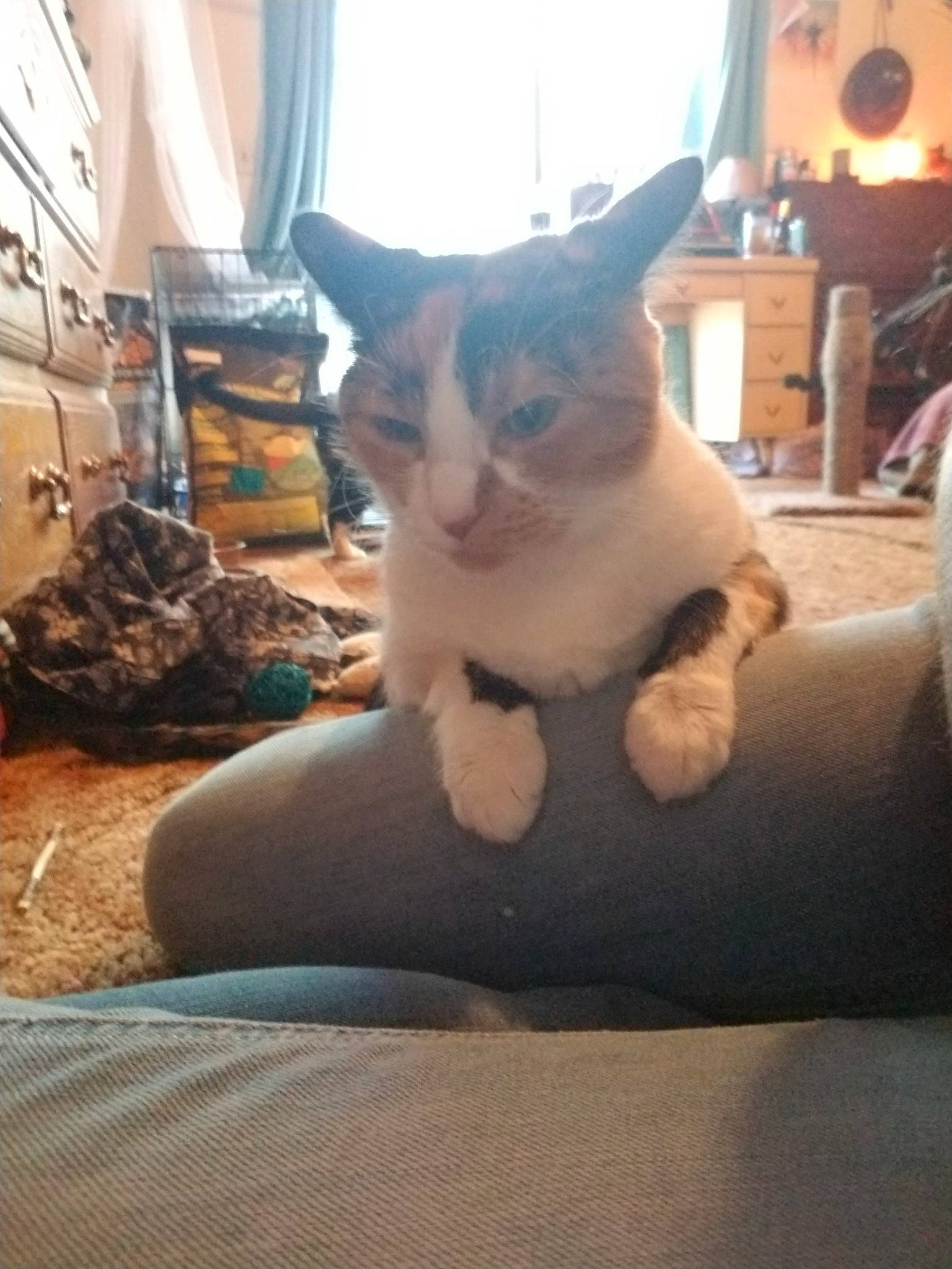 Vixey is registered to the contest to win money with this photo: aegean_cat, carnivore, cat, european_shorthair, fawn, felidae, kitten, leg, mammal, polydactyl_cat, sky, small_to_medium_sized_cats, tail, whiskers