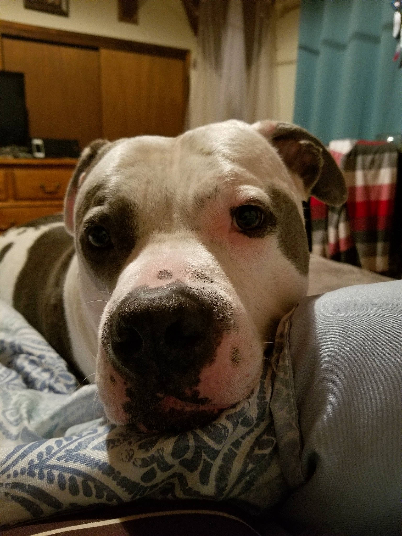 Biggie Smalls is registered to the contest to win money with this photo: american_bulldog, american_pit_bull_terrier, bully_kutta, canidae, carnivore, catahoula_bulldog, companion_dog, cordoba_fighting_dog, dog, dog_breed, dogo_argentino, dogo_guatemalteco, mammal, non_sporting_group, nose, pit_bull, rare_breed_dog, snout, valley_bulldog, vertebrate