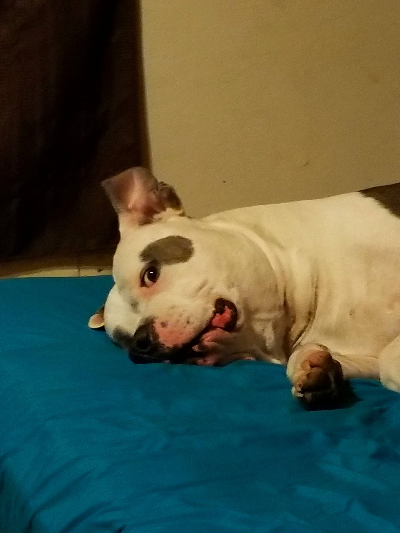 Biggie Smalls is registered to the contest to win money with this photo: american_bulldog, bulldog, canidae, carnivore, companion_dog, dog, dog_breed, dogo_argentino, dogo_guatemalteco, fawn, french_bulldog, mammal, non_sporting_group, nose, puppy, skin, snout, sporting_group, toy_bulldog, vertebrate