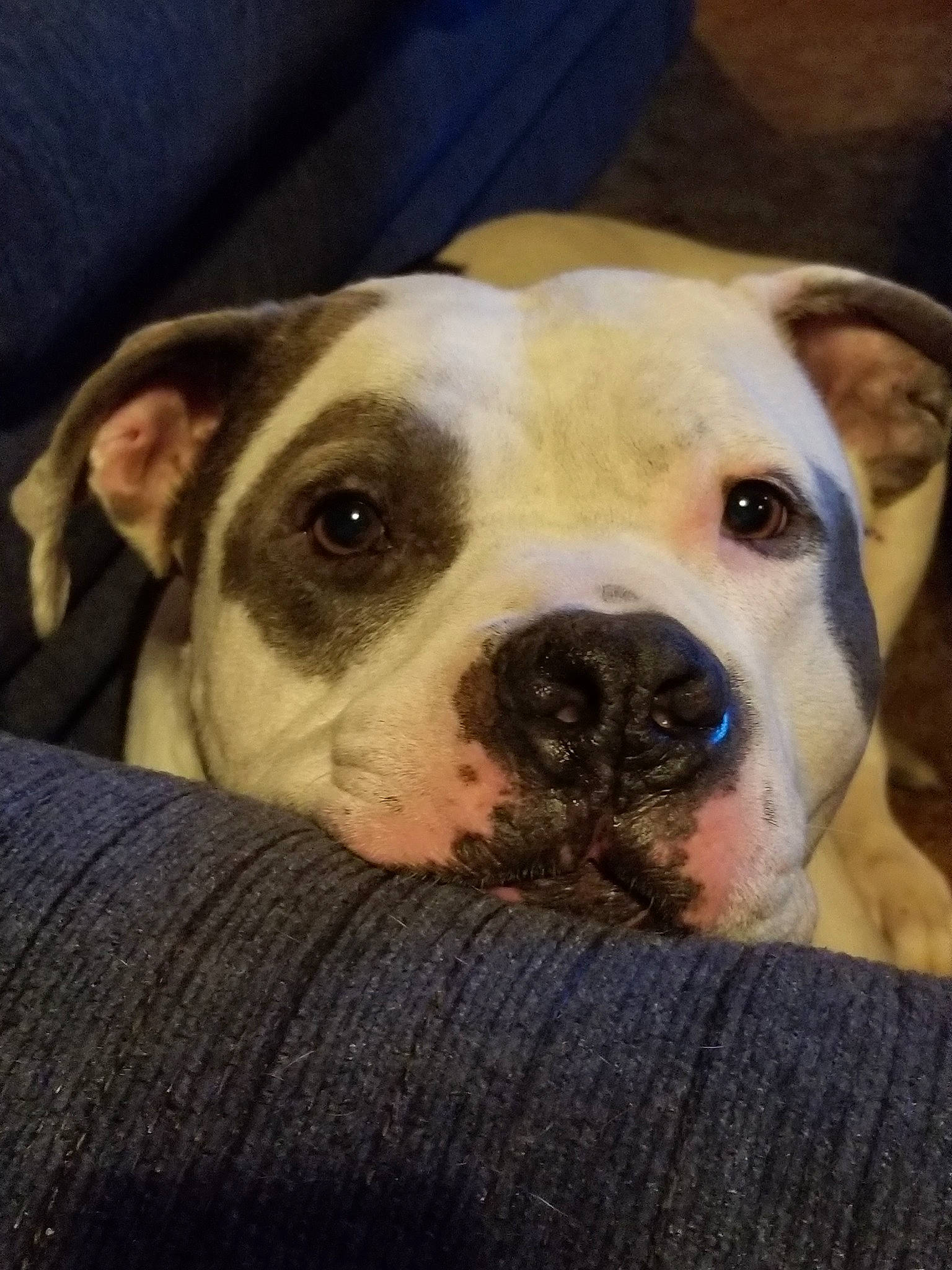 Biggie Smalls is registered to the contest to win money with this photo: american_bulldog, american_pit_bull_terrier, american_staffordshire_terrier, australian_bulldog, bulldog, canidae, carnivore, dog, dog_breed, dorset_olde_tyme_bulldogge, fawn, mammal, non_sporting_group, nose, pit_bull, rare_breed_dog, skin, snout, valley_bulldog, vertebrate