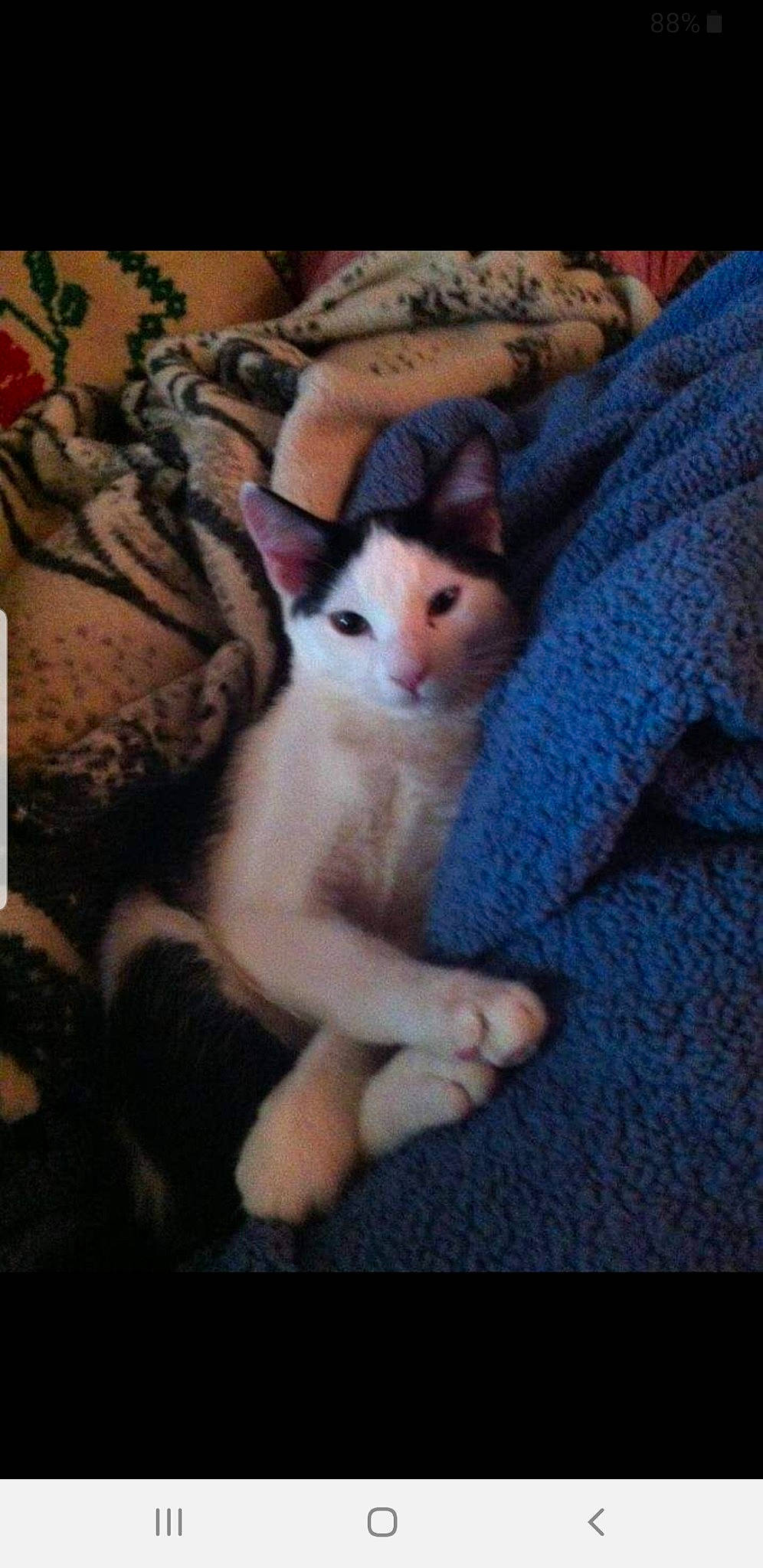 Phantom joined the competition — help win amazing prizes! aegean_cat, american_wirehair, asian, carnivore, cat, colorpoint_shorthair, domestic_short_haired_cat, european_shorthair, fawn, felidae, kitten, mammal, paw, polydactyl_cat, singapura, small_to_medium_sized_cats, tail, whiskers