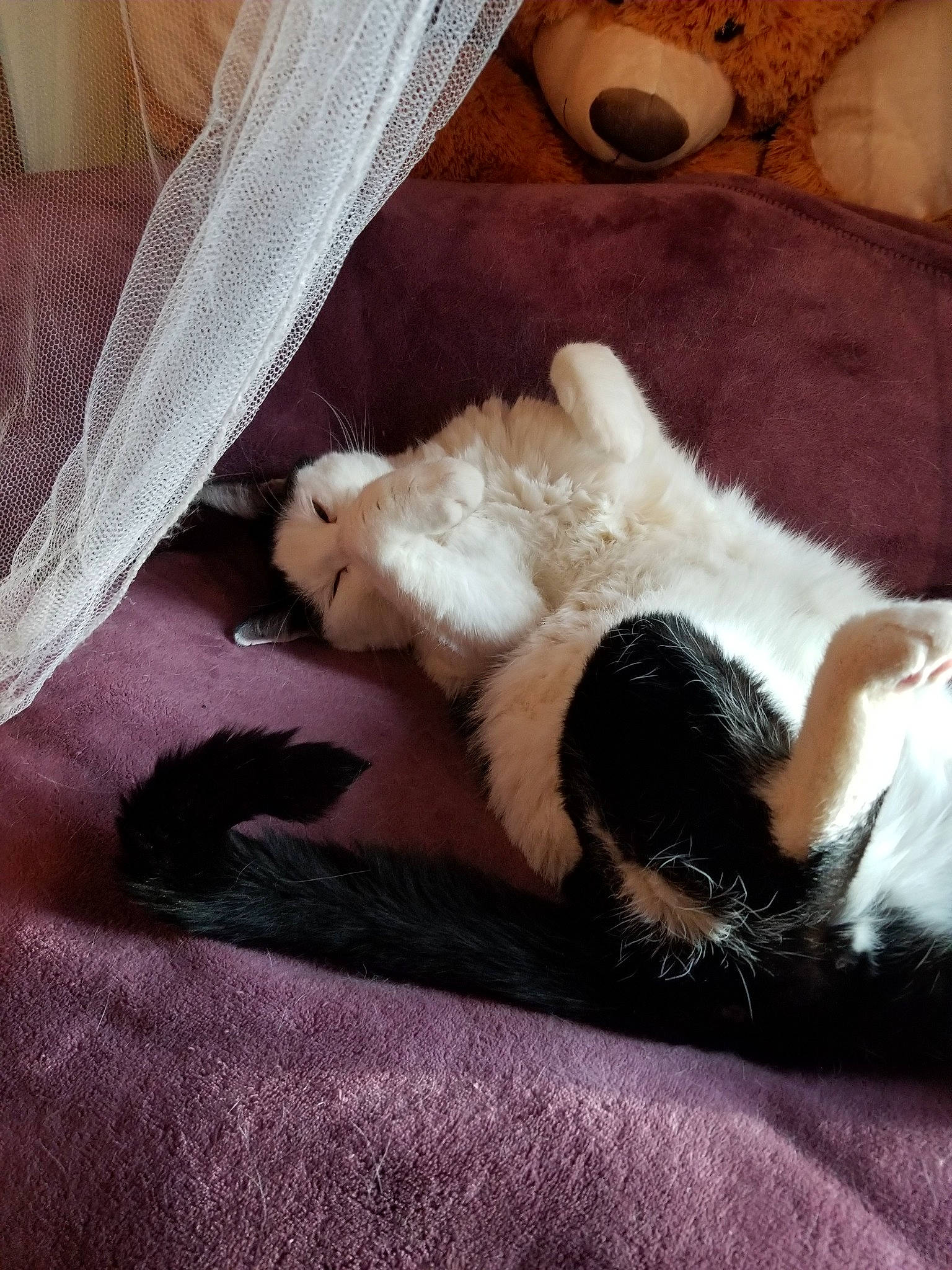 Phantom is registered to the contest to win money with this photo: canidae, carnivore, cat, companion_dog, felidae, fox_terrier, fur, nap, paw, puppy, small_to_medium_sized_cats, tail