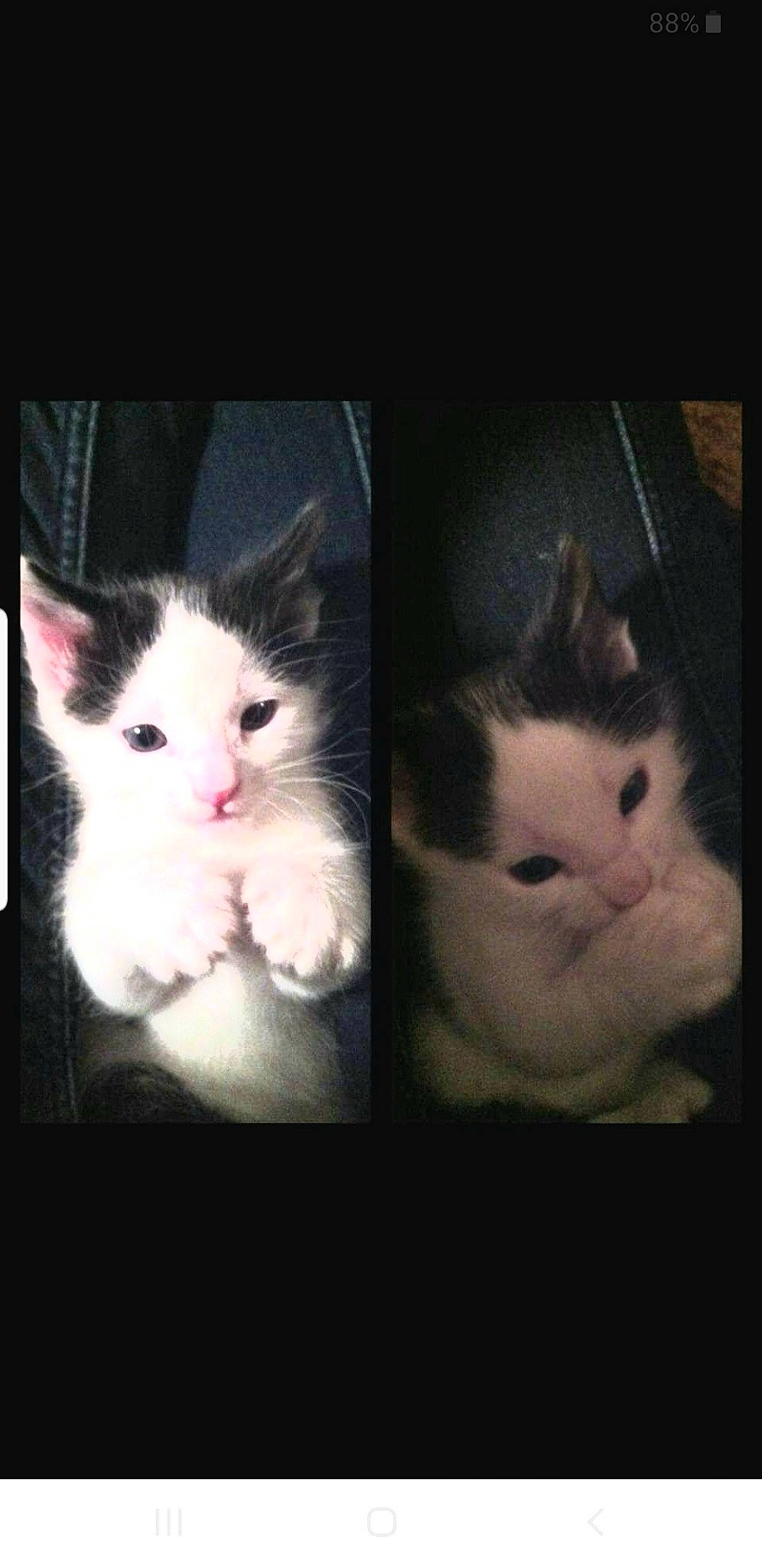 Phantom joined the competition — help win amazing prizes! black_and_white, carnivore, cat, ear, eye, felidae, fur, kitten, mammal, nose, photo_caption, photography, polydactyl_cat, ragdoll, sky, small_to_medium_sized_cats, snapshot, square, turkish_van, whiskers