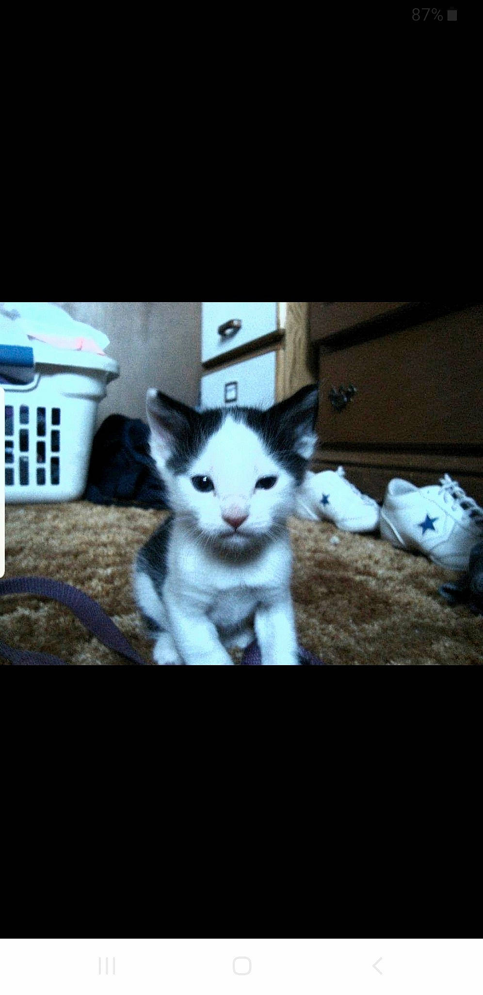 Phantom is registered to the contest to win money with this photo: canidae, carnivore, cat, ear, felidae, fur, kitten, nose, photo_caption, photography, siberian_husky, sky, small_to_medium_sized_cats, snapshot, square, whiskers, wildlife