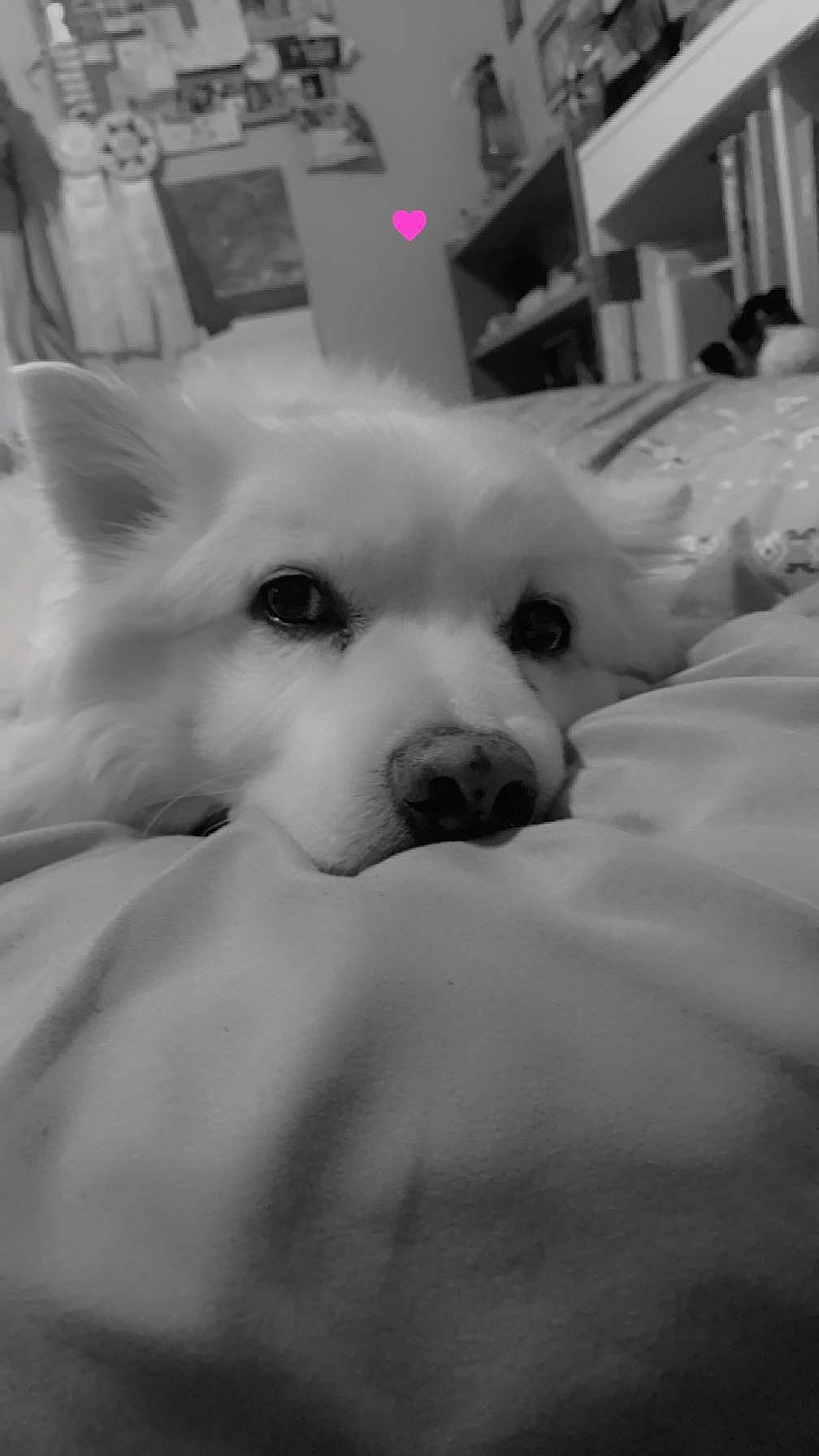 Frosty is registered to the contest to win money with this photo: bookcase, canidae, carnivore, comfort, companion_dog, dog, dog_breed, eye, fawn, fur, happy, monochrome, monochrome_photography, shelf, snout, sporting_group, style, toy_dog, whiskers, working_animal