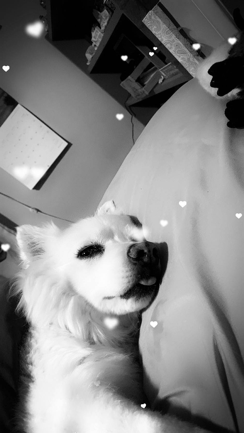 Frosty joined the competition — help win amazing prizes! black_and_white, carnivore, companion_dog, dog, dog_breed, eye, flash_photography, fur, jaw, light, monochrome, monochrome_photography, photograph, snapshot, snout, spitz, style, whiskers, white, working_animal