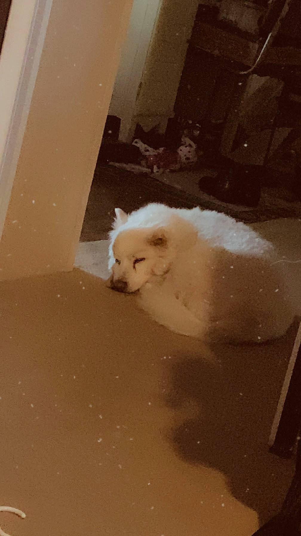 Frosty is registered to the contest to win money with this photo: bear, canidae, carnivore, companion_dog, dog, dog_breed, flooring, foam, fur, non_sporting_group, polar_bear, sporting_group, tail, whiskers, winter, wood, working_animal