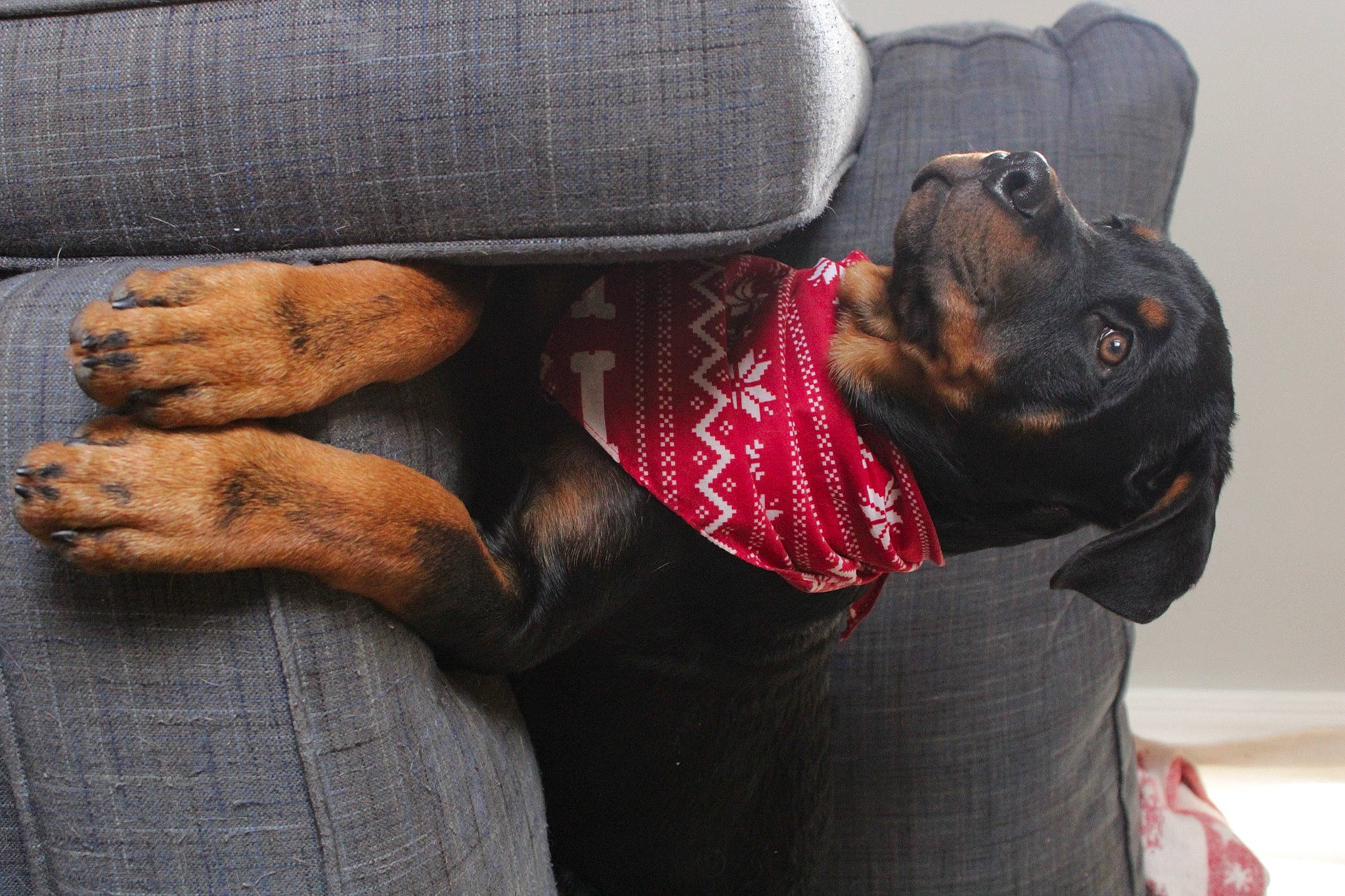 Cobain is registered to the contest to win money with this photo: canidae, carnivore, comfort, companion_dog, couch, dog, dog_breed, fawn, fur, grey, guard_dog, nail, paw, pinscher, rottweiler, snout, sporting_group, toy_dog, whiskers, working_animal