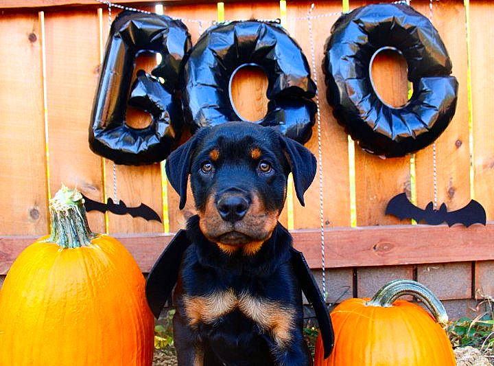 Cobain joined the competition — help win amazing prizes! automotive_tire, black, calabaza, carnivore, companion_dog, cucurbita, dog, dog_breed, electric_blue, gourd, guard_dog, orange, plant, pumpkin, sporting_group, squash, vegetable, winter_squash, working_animal, yellow