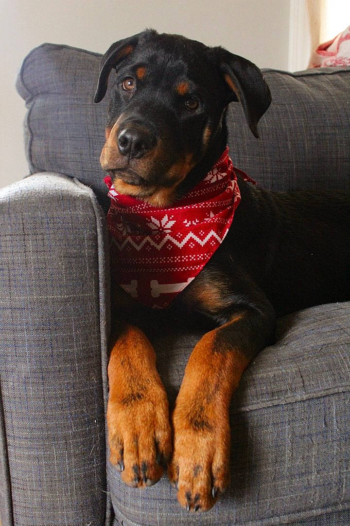 Cobain joined the competition — help win amazing prizes! borador, canidae, carnivore, collar, comfort, companion_dog, dog, dog_breed, dog_collar, dog_supply, fawn, fur, guard_dog, pet_supply, puppy, snout, sporting_group, whiskers, working_animal, working_dog