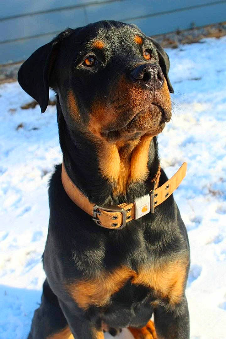 Cobain is registered to the contest to win money with this photo: canidae, carnivore, collar, companion_dog, dog, dog_breed, dog_collar, dog_supply, fashion_accessory, fawn, hat, leash, liver, personal_protective_equipment, pet_supply, snout, snow, sporting_group, whiskers, working_animal