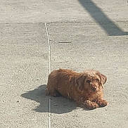 Opinel participe au concours pour gagner de l'argent avec cette photo : dog, small_dog, brown_fur, scruffy, pet, pavement, sidewalk, concrete, shadow, sunny, outdoor, resting, lying_down, looking_at_camera, paws, daytime, lonely, curious, street, domestic_animal