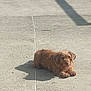 dog, small_dog, brown_fur, scruffy, pet, pavement, sidewalk, concrete, shadow, sunny, outdoor, resting, lying_down, looking_at_camera, paws, daytime, lonely, curious, street, domestic_animal