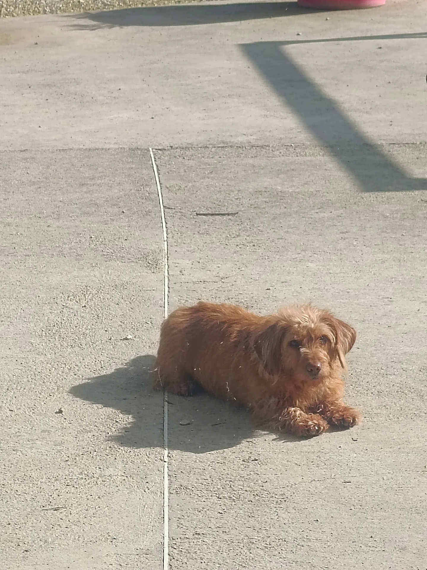 Opinel participe au concours pour gagner de l'argent avec cette photo : dog, small_dog, brown_fur, scruffy, pet, pavement, sidewalk, concrete, shadow, sunny, outdoor, resting, lying_down, looking_at_camera, paws, daytime, lonely, curious, street, domestic_animal