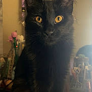 Bmo is registered to the contest to win money with this photo: cat, black_cat, pet, indoor, portrait, golden_eyes, whiskers, fur, staring, sitting, close_up, furniture, mirror, reflection, ceiling_fan, warm_lighting, face, mammal, domestic_cat, household