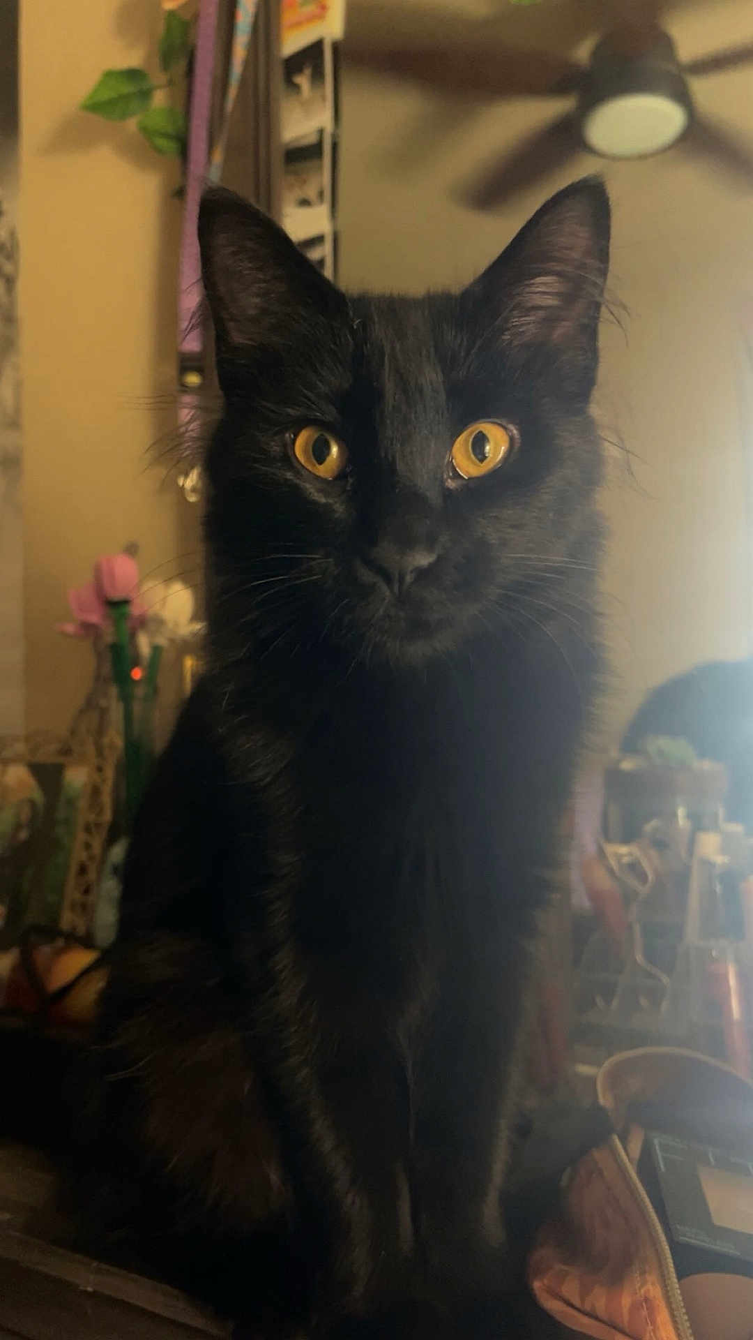 Bmo is registered to the contest to win money with this photo: cat, black_cat, pet, indoor, portrait, golden_eyes, whiskers, fur, staring, sitting, close_up, furniture, mirror, reflection, ceiling_fan, warm_lighting, face, mammal, domestic_cat, household