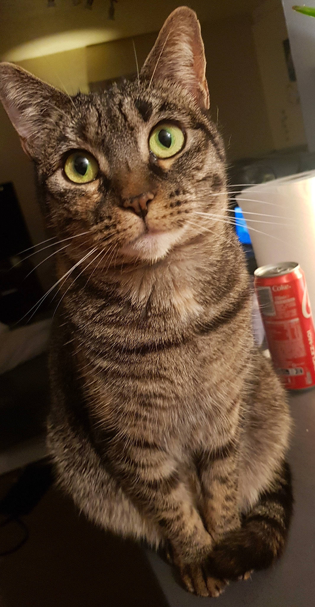 Narnia participe au concours pour gagner de l'argent avec cette photo : aluminum_can, carnivore, cat, domestic_short_haired_cat, felidae, fur, paw, small_to_medium_sized_cats, snout, terrestrial_animal, tin_can, whiskers