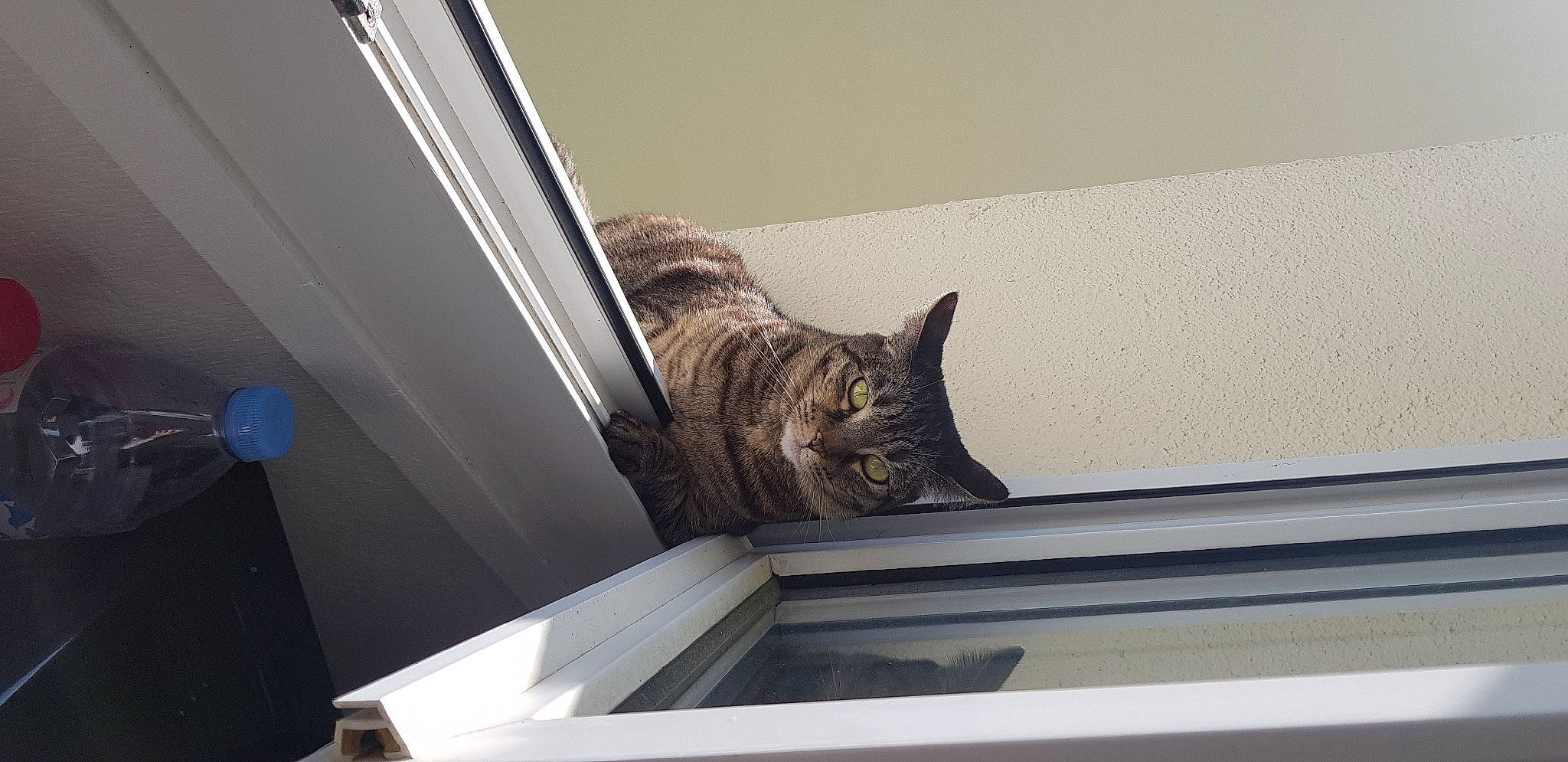 Narnia a rejoint le concours — aidez-le/la à gagner de superbes lots ! carnivore, cat, ceiling, domestic_short_haired_cat, felidae, fur, metal, room, small_to_medium_sized_cats, snout, tail, whiskers, window, wood