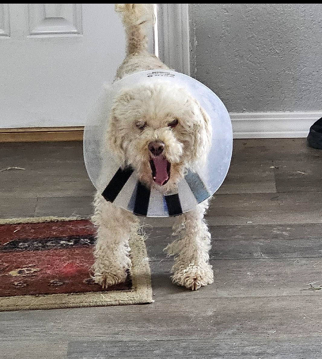 Minnie is registered to the contest to win money with this photo: canidae, carnivore, companion_dog, dog, dog_breed, dog_clothes, dog_collar, dog_supply, fashion_accessory, fur, maltepoo, poodle, poodle_crossbreed, small_terrier, snout, sporting_group, terrier, toy_dog, water_dog, working_animal