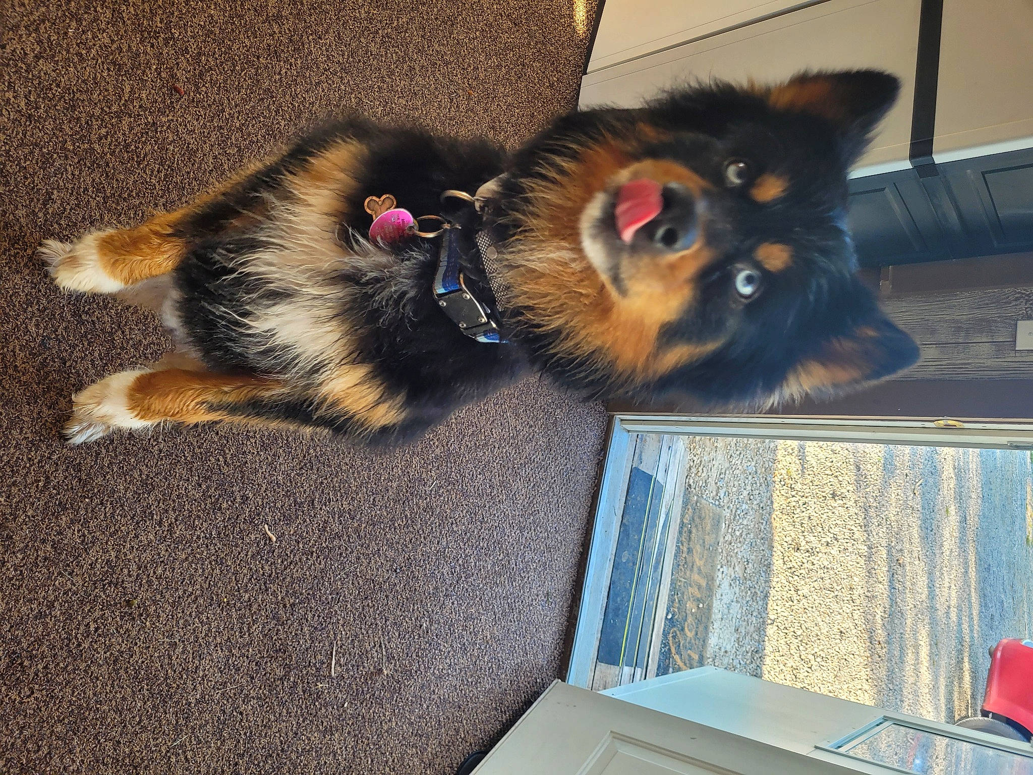 Biscuits Chase Davis joined the competition — help win amazing prizes! canidae, carnivore, claw, companion_dog, dog_breed, fawn, felidae, flooring, foot, fur, line, mammal, old_german_shepherd_dog, paw, small_to_medium_sized_cats, snout, sporting_group, tail, vertebrate, whiskers