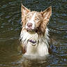 dog, water, wet, animal, outdoor, canine, fur, ears, eyes, collar, nature, pond, ripples, portrait, muzzle, brown, white, pet, alert, standing