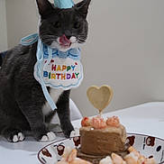 Mochi joined the competition — help win amazing prizes! cat, birthday, hat, bib, gray_cat, white_paws, cake, shrimp, plate, table, celebration, party, pet, indoor, licking_lips, food, heart, cute, animal, festive