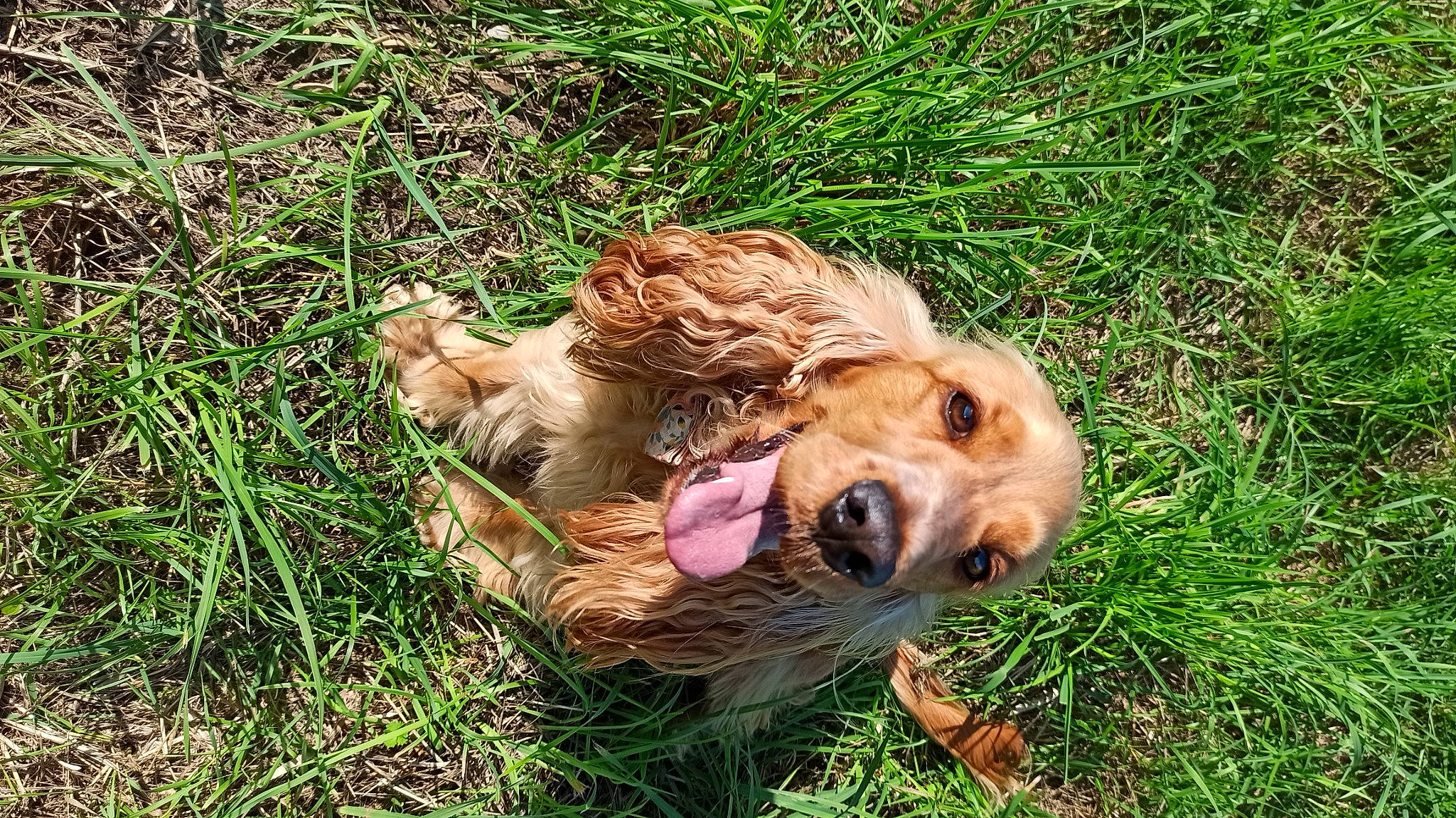 Praline participe au concours pour gagner de l'argent avec cette photo : canidae, carnivore, companion_dog, dog, dog_breed, fawn, fur, grass, grassland, liver, people_in_nature, plant, puppy, retriever, snout, sporting_group, terrestrial_animal, terrier, vertebrate, working_animal