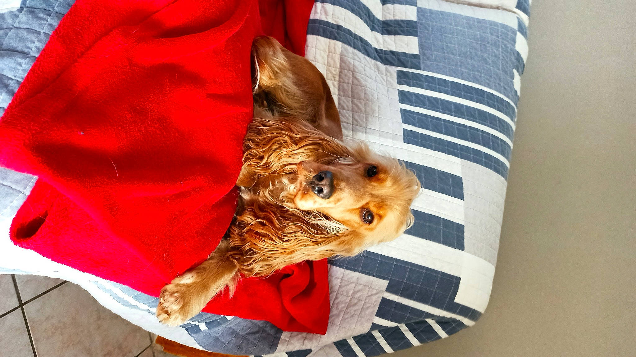 Praline participe au concours pour gagner de l'argent avec cette photo : canidae, carnivore, comfort, companion_dog, dog, dog_breed, dog_clothes, dog_supply, fawn, fur, linens, pillow, sleeve, snout, sporting_group, terrier, throw_pillow, toy_dog, whiskers, working_animal