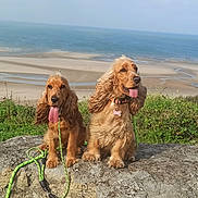 Praline Et Tessa participe au concours pour gagner de l'argent avec cette photo : dog, cocker_spaniel, rock, leash, tongue_out, grass, bushes, ocean, beach, sand, sky, outdoor, nature, pets, canine, animal, sunny, daytime, scenic, water