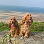 dog, cocker_spaniel, rock, leash, tongue_out, grass, bushes, ocean, beach, sand, sky, outdoor, nature, pets, canine, animal, sunny, daytime, scenic, water