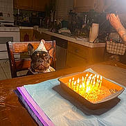 Oasis joined the competition — help win amazing prizes! animal, arm, birthday_cake, brown_cabinet, candles, celebration, chair, countertop, dishwasher, dog, french_bulldog, home, kitchen, lighting, napkin, oven, party_hat, pet, table, tattoo