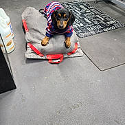 Chango joined the competition — help win amazing prizes! animal, black_and_tan, bottle, concrete_floor, cushion, cute, dog, floor, gym_equipment, house_pet, indoor, looking_up, mat, pet, puppy, red_blue_sweater, resting, small_dog, sweater, workout_area