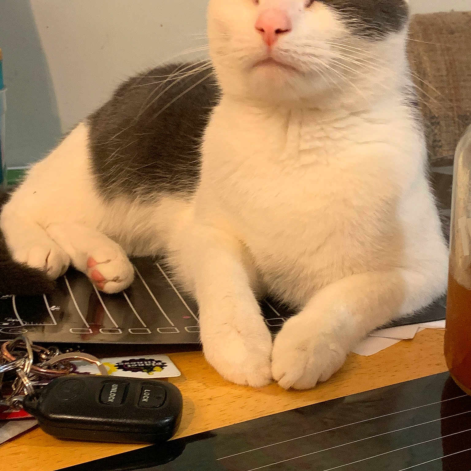 Phoenix joined the competition — help win amazing prizes! aegean_cat, carnivore, cat, domestic_short_haired_cat, european_shorthair, felidae, kitten, paw, polydactyl_cat, small_to_medium_sized_cats, whiskers
