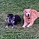 Forest Et Tobby