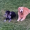 dog, golden_retriever, black_and_white_dog, grass, lawn, outdoor, pet, animal, canine, relaxing, nature, garden, two_dogs, companion, fur, laying_down, summer, daytime, greenery, peaceful
