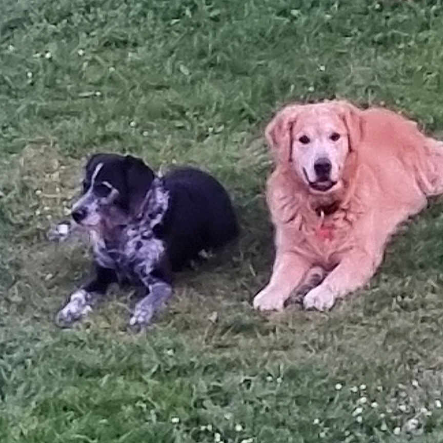 Forest Et Tobby participe au concours pour gagner de l'argent avec cette photo : dog, golden_retriever, black_and_white_dog, grass, lawn, outdoor, pet, animal, canine, relaxing, nature, garden, two_dogs, companion, fur, laying_down, summer, daytime, greenery, peaceful