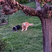 Alain Gordet participe au concours pour gagner de l'argent avec cette photo : animal, black_and_white_dog, branch, canine, daytime, dog, garden, golden_retriever, grass, lawn, nature, outdoor, park, peaceful, pets, relaxing, resting, summer, tree, two_dogs
