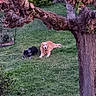 animal, black_and_white_dog, branch, canine, daytime, dog, garden, golden_retriever, grass, lawn, nature, outdoor, park, peaceful, pets, relaxing, resting, summer, tree, two_dogs