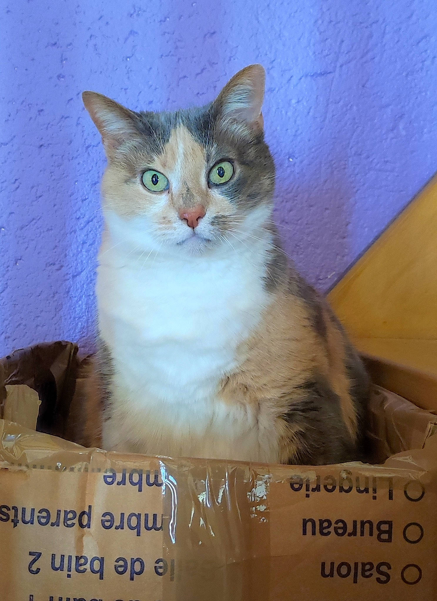 Déméter participe au concours pour gagner de l'argent avec cette photo : box, carnivore, cat, cat_supply, felidae, font, fur, internet_meme, paint, paper_product, pet_supply, photo_caption, rectangle, small_to_medium_sized_cats, terrestrial_animal, whiskers