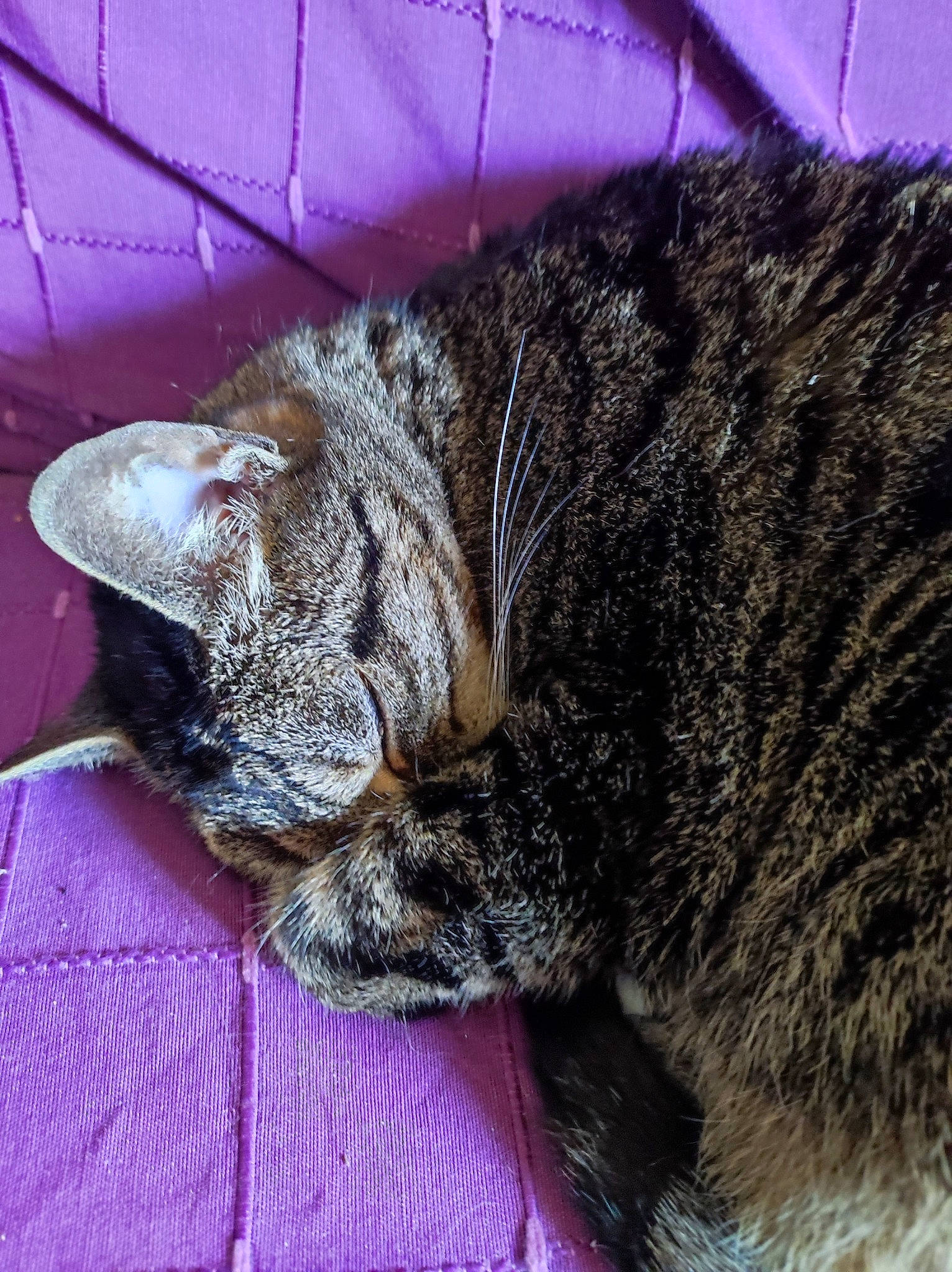 Dios participe au concours pour gagner de l'argent avec cette photo : carnivore, cat, claw, comfort, domestic_short_haired_cat, eye, felidae, fur, hair, nap, paw, sleep, small_to_medium_sized_cats, snout, tail, terrestrial_animal, whiskers