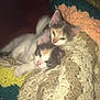 kitten, cat, cute, snuggling, blanket, cozy, sleepy, fur, pet, animal, indoor, closeup, young, resting, soft, warm, two, friendship, comfort, cuddle