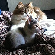 Harmony is registered to the contest to win money with this photo: cat, kitten, animal, pet, feline, leopard_print, blanket, indoor, resting, curious, fur, whiskers, ears, closeup, cozy, domestic, mammal, two_animals, soft, relaxed