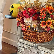 Precious joined the competition — help win amazing prizes! cat, kitten, basket, autumn_leaves, flowers, pumpkin, indoor, stone, decoration, orange_cat, fall, home, cozy, curious, pet, cute, plant, wood_floor, table, leaf