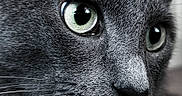 Jerry joined the competition — help win amazing prizes! animal, cat, close_up, curious, cute, domestic_cat, eye_reflection, face, feline, fur_texture, gray_fur, green_eyes, indoor, macro, muzzle, nose, pet, portrait, sharp_focus, whiskers
