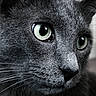 Jerry joined the competition — help win amazing prizes! cat, close_up, gray_fur, green_eyes, whiskers, pet, animal, feline, face, portrait, cute, domestic_cat, fur_texture, indoor, muzzle, nose, eye_reflection, sharp_focus, macro, curious