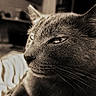 Jerry is registered to the contest to win money with this photo: cat, close_up, portrait, whiskers, fur, sepia, animal, pet, indoor, feline, muzzle, face, eyes, nose, soft_focus, vintage, domestic_animal, calm, resting, blurred_background