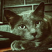 Jerry is registered to the contest to win money with this photo: animal, blurred_background, cat, close_up, cute, domestic_animal, ears, eyes, feline, focus, fur, indoor, mammal, paw, pet, portrait, relaxed, resting, texture, whiskers