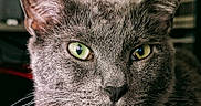 Jerry is registered to the contest to win money with this photo: cat, gray_cat, close_up, portrait, green_eyes, fur, whiskers, indoor, animal, pet, face, ears, looking, focused, feline, mammal, domestic_animal, soft_light, texture, background_blur
