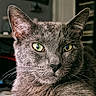 cat, gray_cat, close_up, portrait, green_eyes, fur, whiskers, indoor, animal, pet, face, ears, looking, focused, feline, mammal, domestic_animal, soft_light, texture, background_blur