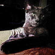 Jerry joined the competition — help win amazing prizes! cat, gray_cat, green_eyes, feline, pet, animal, indoor, cozy, blanket, fur, whiskers, relaxed, resting, close_up, portrait, dim_light, shadow, mysterious, soft_texture, domestic_cat